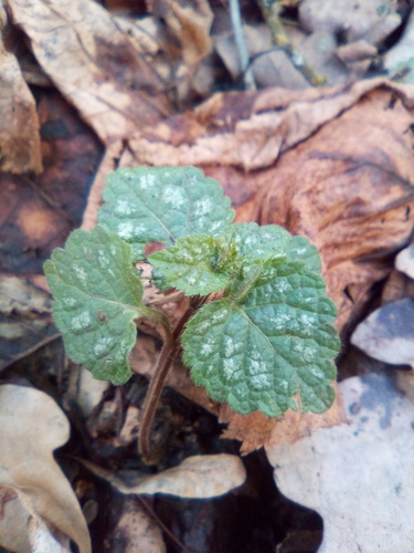 Geltonžiedis šalmutis nuotrauka
