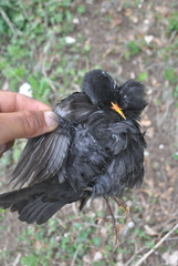 Turdus merula syriacus
