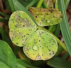 Pseudopeziza trifolii