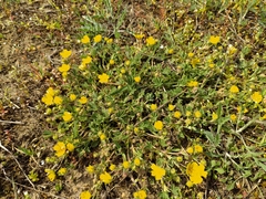 Potentilla incana