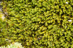 Racomitrium aquaticum