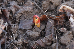 Gymnospermium altaicum