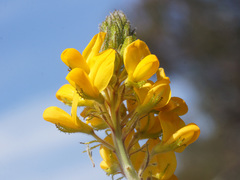 Adenocarpus hispanicus argyrophyllus