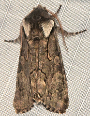 Psaphida electilis