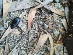 Coelometopus clypeatus