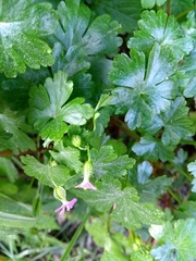 Geranium lucidum