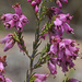 Spanish Heath - Photo (c) Felix Riegel, some rights reserved (CC BY-NC), uploaded by Felix Riegel