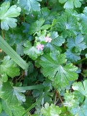 Geranium lucidum