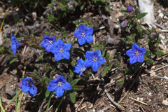 Glandora prostrata lusitanica
