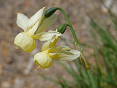 Narcissus triandrus pallidulus