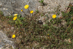 Ranunculus paludosus