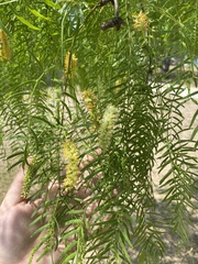 Prosopis glandulosa