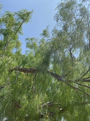 Prosopis glandulosa