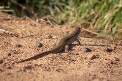 Gerrhosaurus nigrolineatus