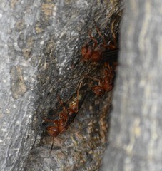Polistes mexicanus