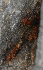 Polistes mexicanus