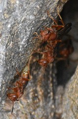 Polistes mexicanus