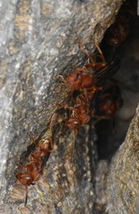 Polistes mexicanus