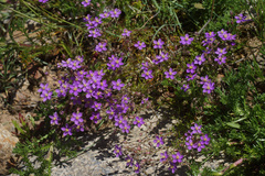 Spergularia purpurea