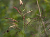 American Common Reed - Photo (c) tkirby, some rights reserved (CC BY-NC)
