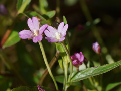 Epilobium obscurum