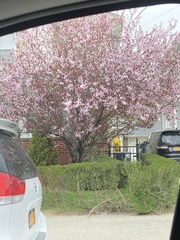 Prunus
