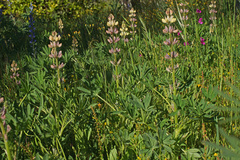 Lupinus gredensis