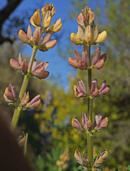 Lupinus gredensis