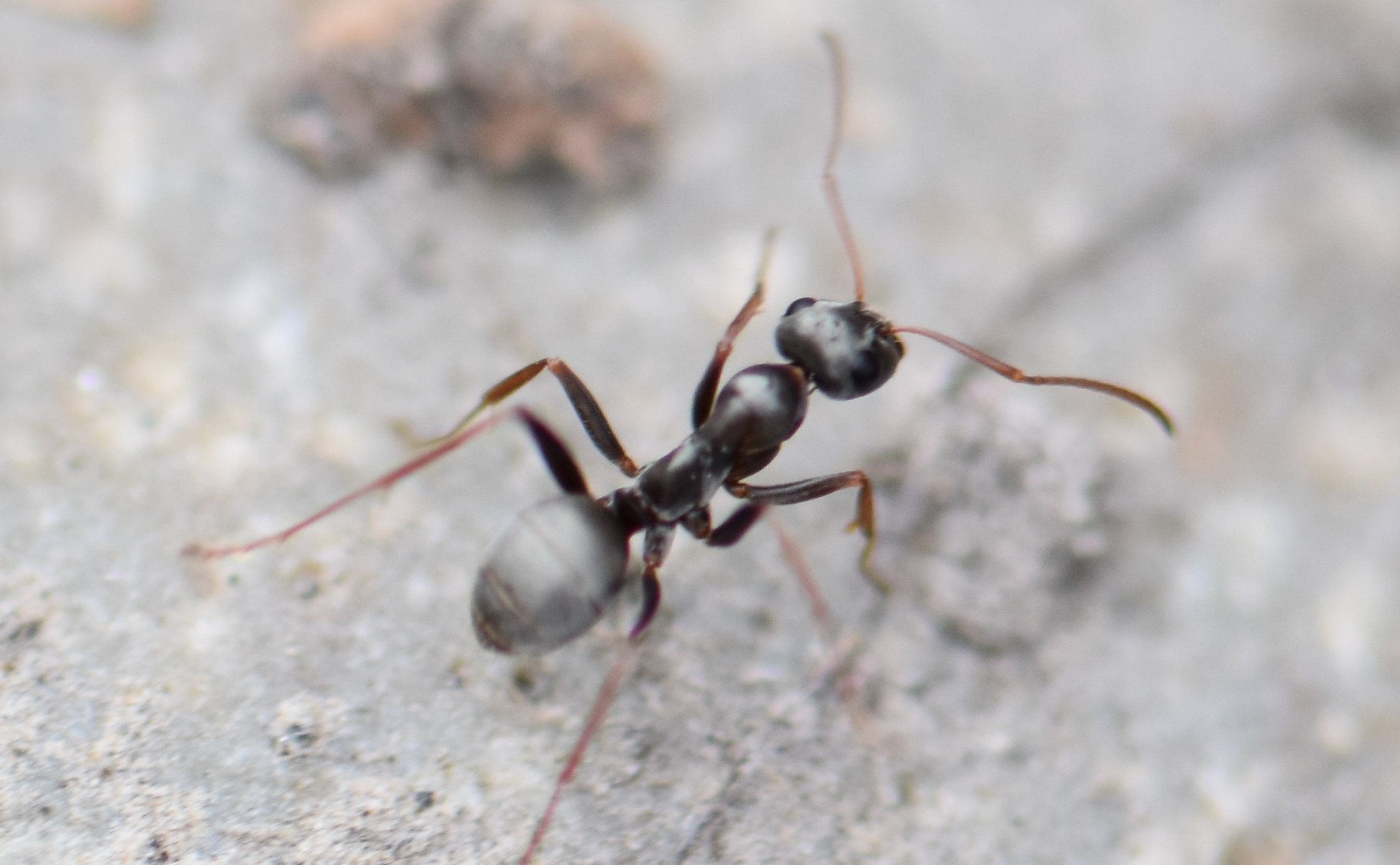Formica argentea