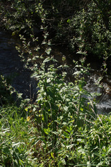 Scrophularia scorodonia