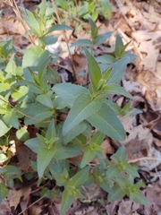Monarda bradburiana