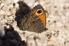 Haywardella edmondsii