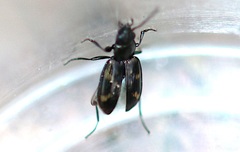 Bembidion obliquum