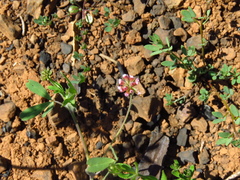 Trifolium bifidum