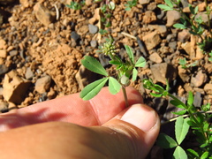 Trifolium bifidum