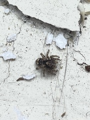 Attulus