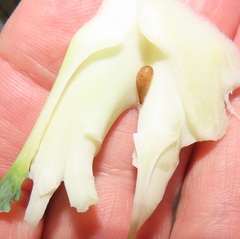 Brassica oleracea italica