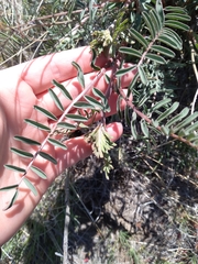 Astragalus eremiticus