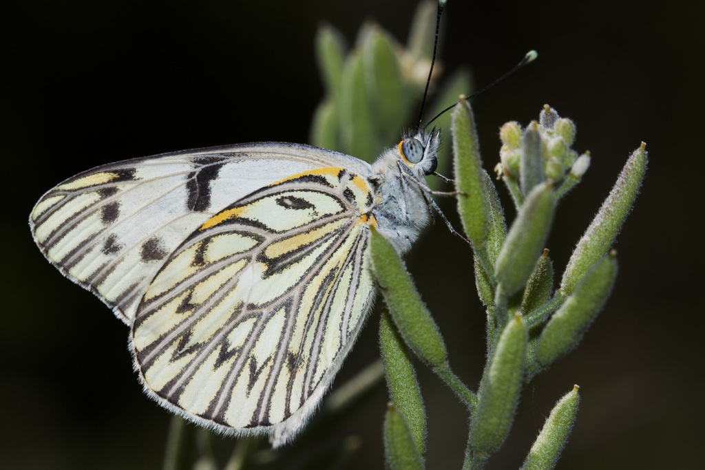 Phulia