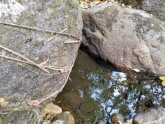 Euchromia schoutedeni