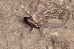 Poecilus cupreus