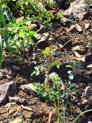 Rosa spithamea