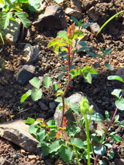 Rosa spithamea