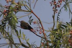 Cynanthus latirostris