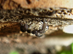 Coccinella septempunctata