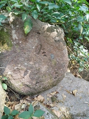 Euchromia schoutedeni