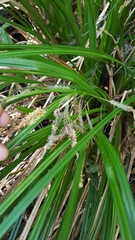 Carex subdola