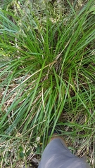 Carex subdola