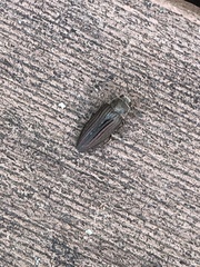 Buprestis striata