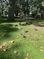 Columba livia